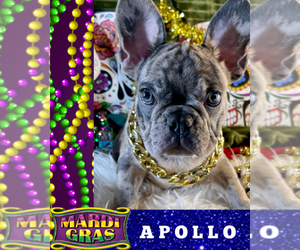 French Bulldog Puppy for sale in HEATHROW, FL, USA