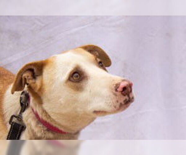 Medium Photo #2 Chow Chow-Unknown Mix Puppy For Sale in Cottonwood, AZ, USA