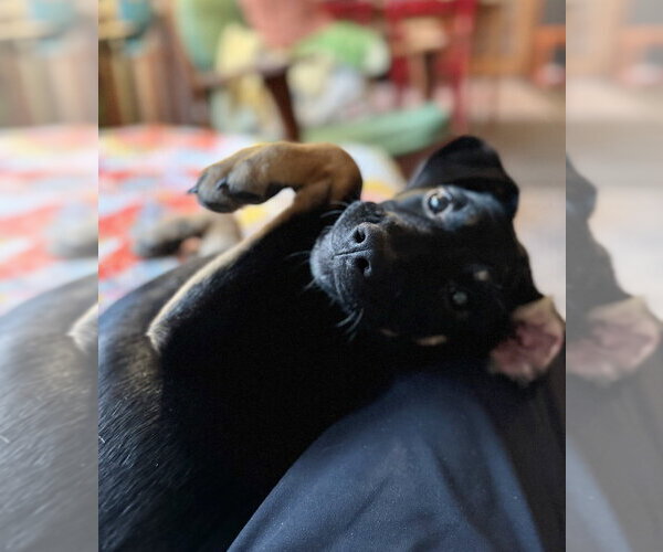 Medium Photo #4 Labrenees Puppy For Sale in Oak Bluffs, MA, USA