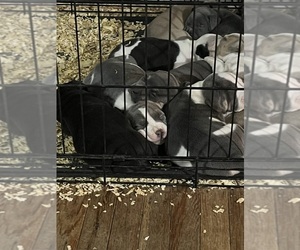 American Bully Puppy for sale in PHILA, PA, USA