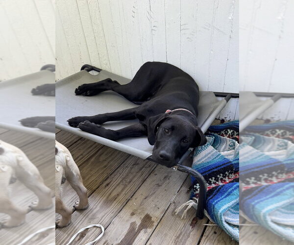 Medium Photo #34 Labrador Retriever-Unknown Mix Puppy For Sale in Brewster, NY, USA