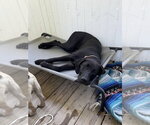 Small #33 Labrador Retriever Mix