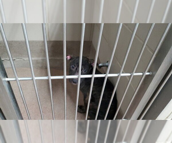 Medium Photo #1 American Pit Bull Terrier-Unknown Mix Puppy For Sale in Aurora, IL, USA