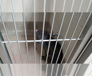 American Pit Bull Terrier-Unknown Mix Dogs for adoption in Aurora, IL, USA