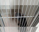 Small American Pit Bull Terrier Mix