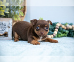 Small #1 Chihuahua