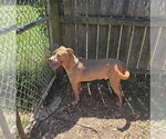 Small #3 Labrador Retriever Mix
