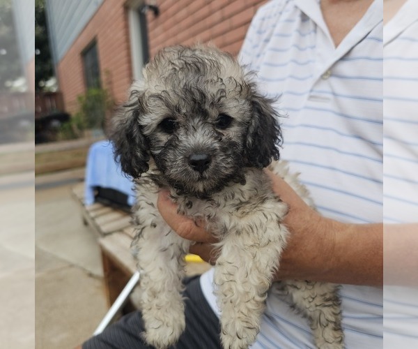 Medium Photo #1 Poodle (Toy) Puppy For Sale in HOUSTON, TX, USA