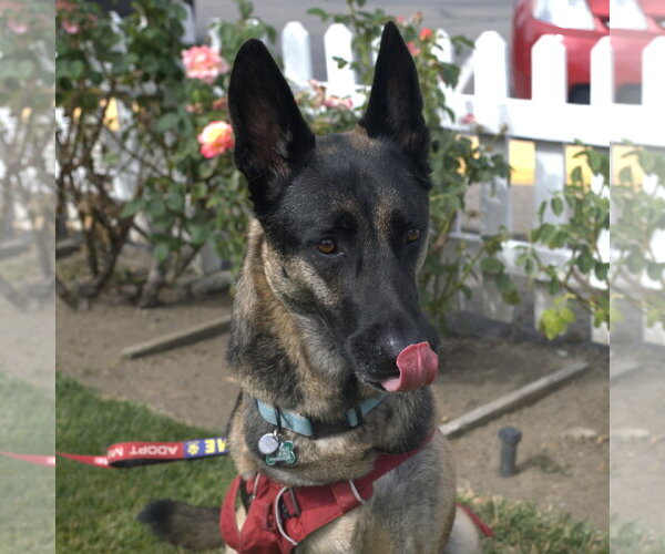 Medium Photo #6 German Shepherd Dog-Unknown Mix Puppy For Sale in San Jose, CA, USA