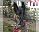 Small #5 German Shepherd Dog Mix