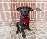 Small #5 Mutt