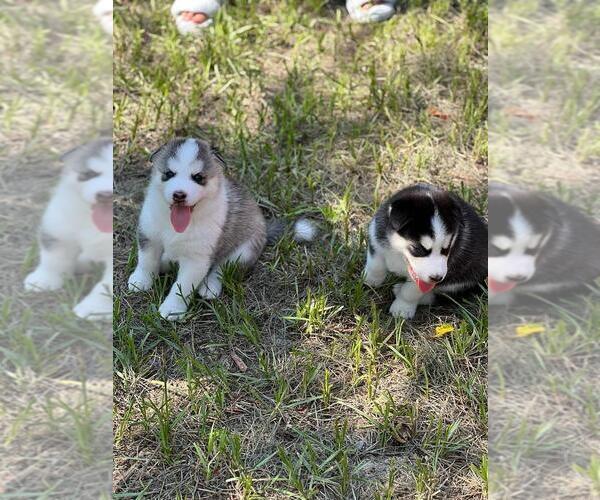 Medium Photo #8 Siberian Husky Puppy For Sale in BROOKSVILLE, FL, USA