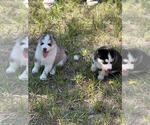 Small Photo #8 Siberian Husky Puppy For Sale in BROOKSVILLE, FL, USA