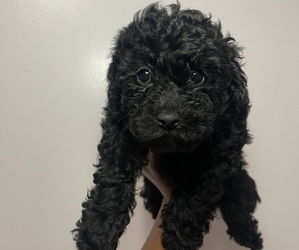 Medium Poodle (Toy)