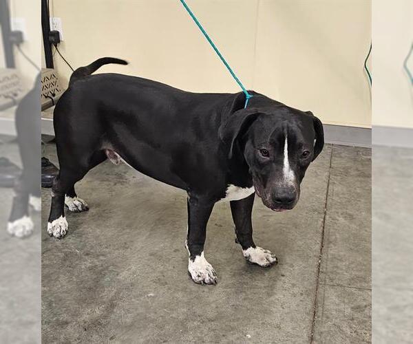 Medium Photo #1 American Pit Bull Terrier Puppy For Sale in Orange, CA, USA