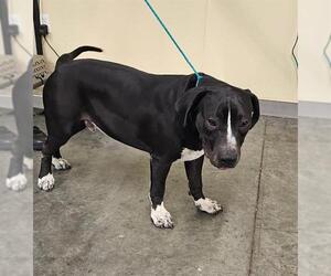 Medium American Pit Bull Terrier