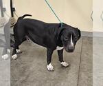 Small American Pit Bull Terrier