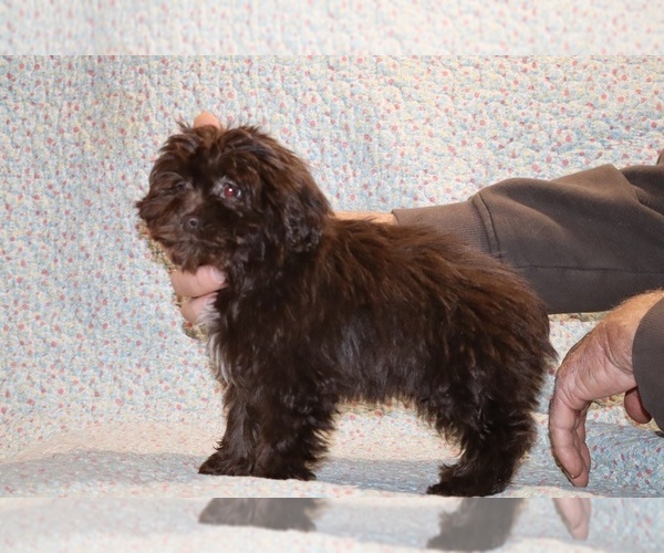 Medium Photo #3 ShihPoo Puppy For Sale in DYERSBURG, TN, USA
