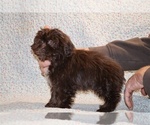 Small #2 ShihPoo