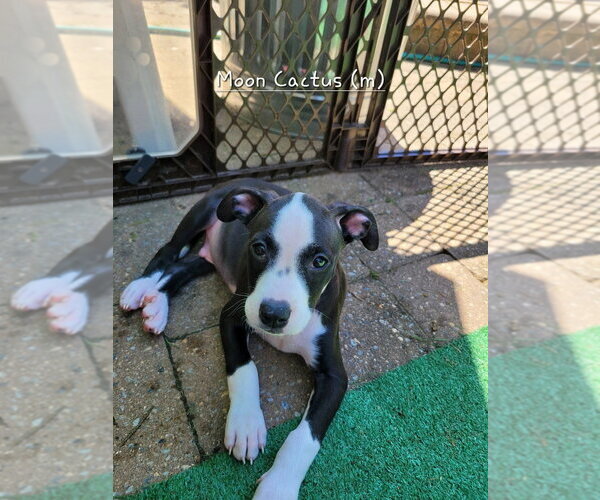 Medium Photo #6 Mutt Puppy For Sale in Wenonah, NJ, USA