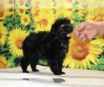 Pedro - Male Poodle (Toy) Puppy for Sale - Photo #12