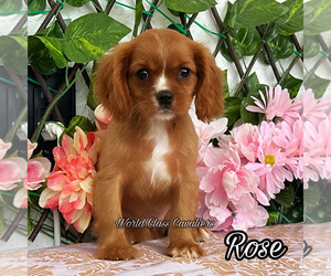 Cavalier King Charles Spaniel Puppy for sale in MIAMI, FL, USA