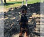 Small Photo #52 Doberman Pinscher Puppy For Sale in FORT LAUDERDALE, FL, USA