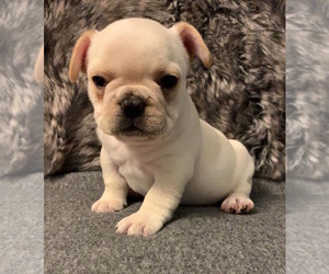 French Bulldog Puppy for sale in JOHNS ISLAND, SC, USA