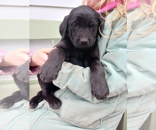 Medium Photo #8 English Cream Golden Retriever-Newfoundland Mix Puppy For Sale in SHEBOYGAN FALLS, WI, USA