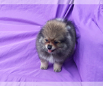 Small Photo #18 Pomeranian Puppy For Sale in WEST PALM BEACH, FL, USA