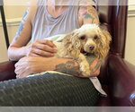 Small #3 Poodle (Miniature)
