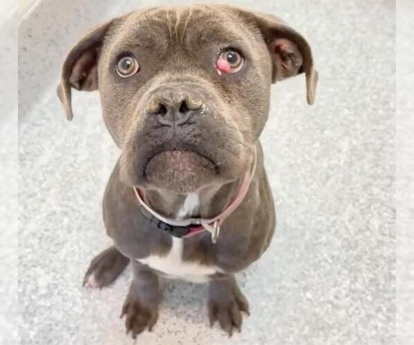 Medium Photo #2 Mastiff-Unknown Mix Puppy For Sale in Houston, TX, USA