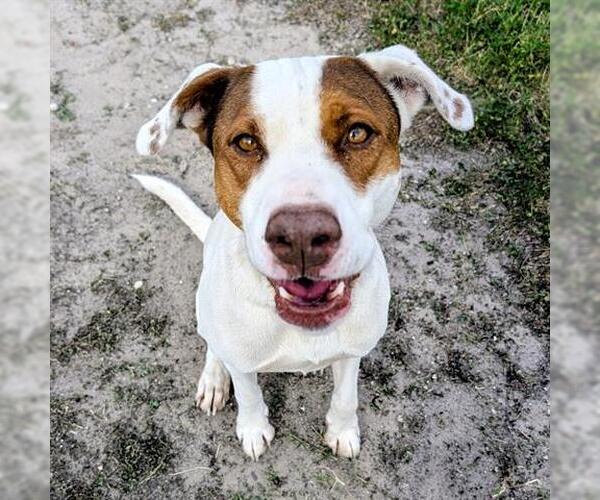 Medium Photo #2 Pointer-Unknown Mix Puppy For Sale in Houston, TX, USA