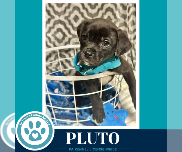Medium Photo #2 Labrador Retriever-Unknown Mix Puppy For Sale in Kimberton, PA, USA
