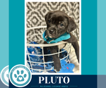 Small #1 Labrador Retriever Mix