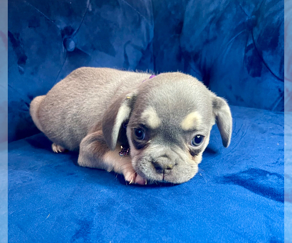 Medium Photo #8 French Bulldog Puppy For Sale in ENCINO, CA, USA