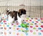 Small Japanese Chin