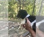 Small #1 Schweenie