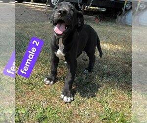 Great Dane Puppy for sale in JUNCTION CITY, OR, USA