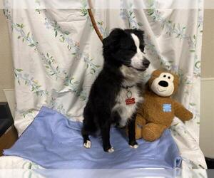 Australian Shepherd-Unknown Mix Dogs for adoption in Modesto, CA, USA