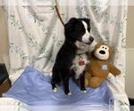 Small Australian Shepherd Mix