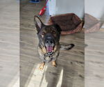 Small #3 German Shepherd Dog