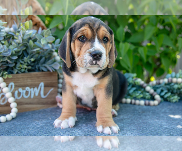 Medium Photo #3 Beabull Puppy For Sale in SHIPSHEWANA, IN, USA