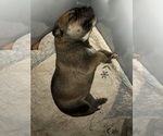 Small Photo #13 Great Pyredane Puppy For Sale in KINGMAN, AZ, USA
