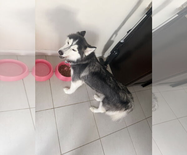 Medium Photo #3 Siberian Husky Puppy For Sale in Miami, FL, USA