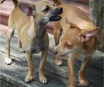 Small Photo #7 Chihuahua-Unknown Mix Puppy For Sale in Spring, TX, USA