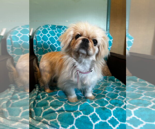 Medium Photo #2 Pekingese Puppy For Sale in Pacolet, SC, USA