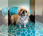 Small #1 Pekingese