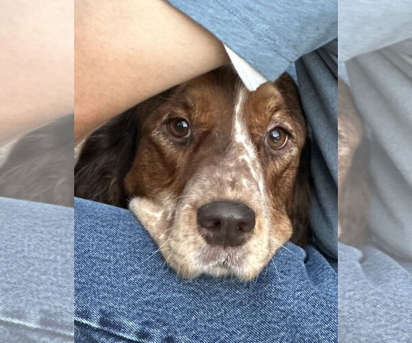 Medium Photo #3 English Springer Spaniel-Unknown Mix Puppy For Sale in Wakefield, RI, USA