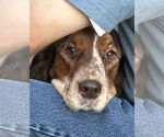 Small #2 English Springer Spaniel Mix